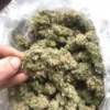 Durban Poison Strain Europe