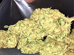 Permafrost Weed Strain Europe