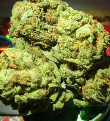 Amnesia Haze Europe